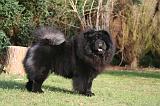 CHOW CHOW 799